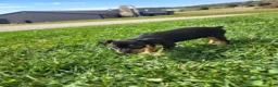 Miniature Pinscher dogs for sale: Female - Ad 3