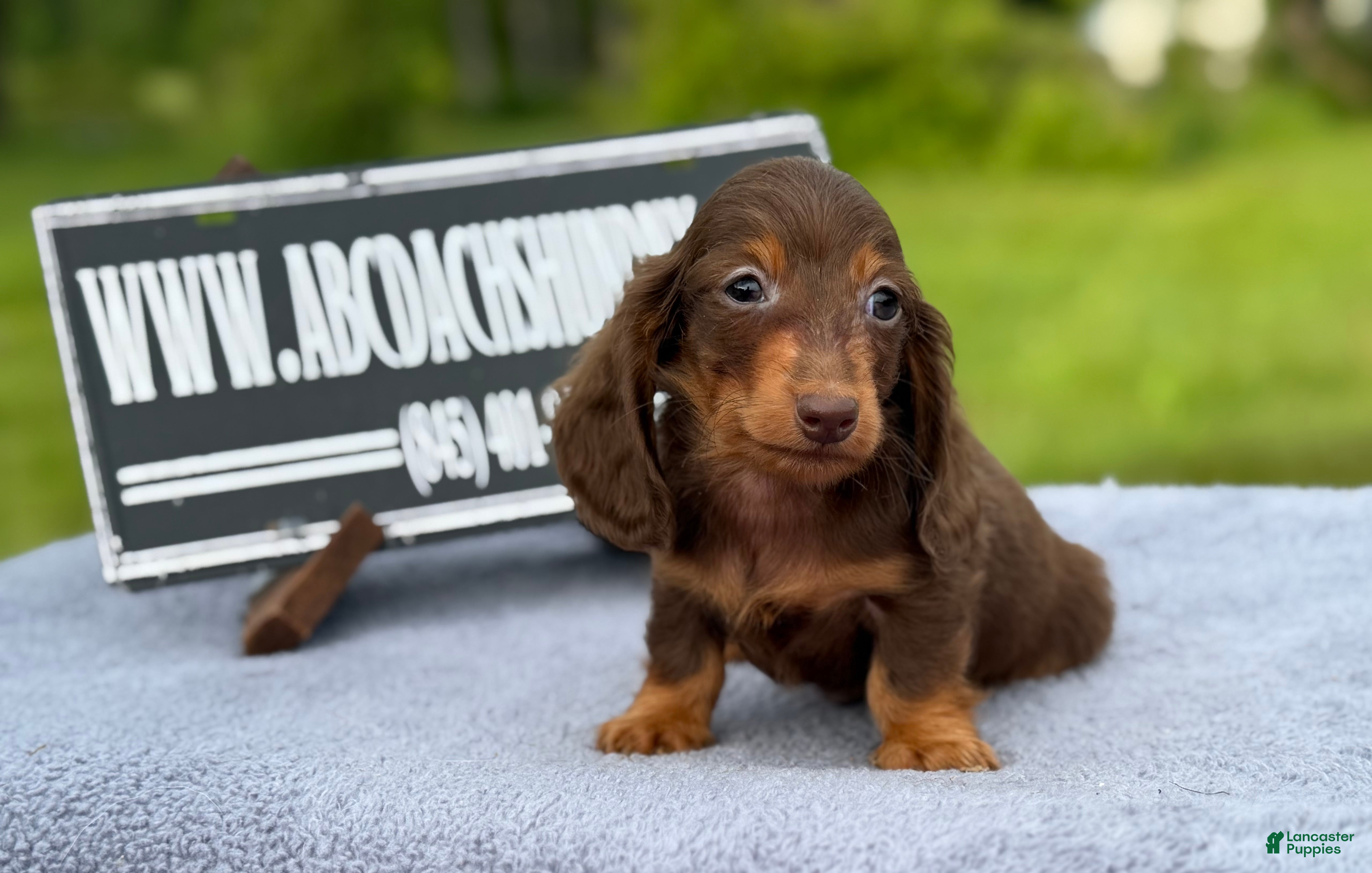 Miniature Dachshund dogs Ch AKC russian - Ad 6