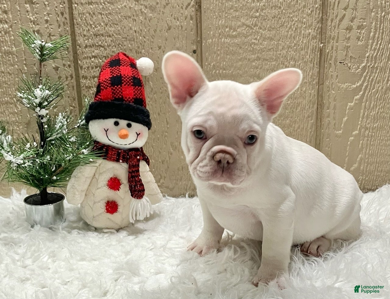 French Bulldog dogs Holly - Ad 17