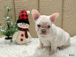 French Bulldog dogs Holly - Ad 15