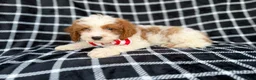 Cavapoo dogs for sale: Boss - Ad 9