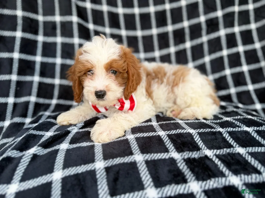 Cavapoo dogs for sale: Boss - Ad 9