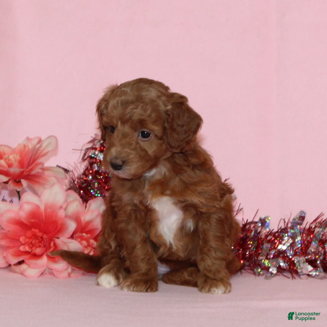 Mini Goldendoodle dogs for sale: Alice - Ad 4