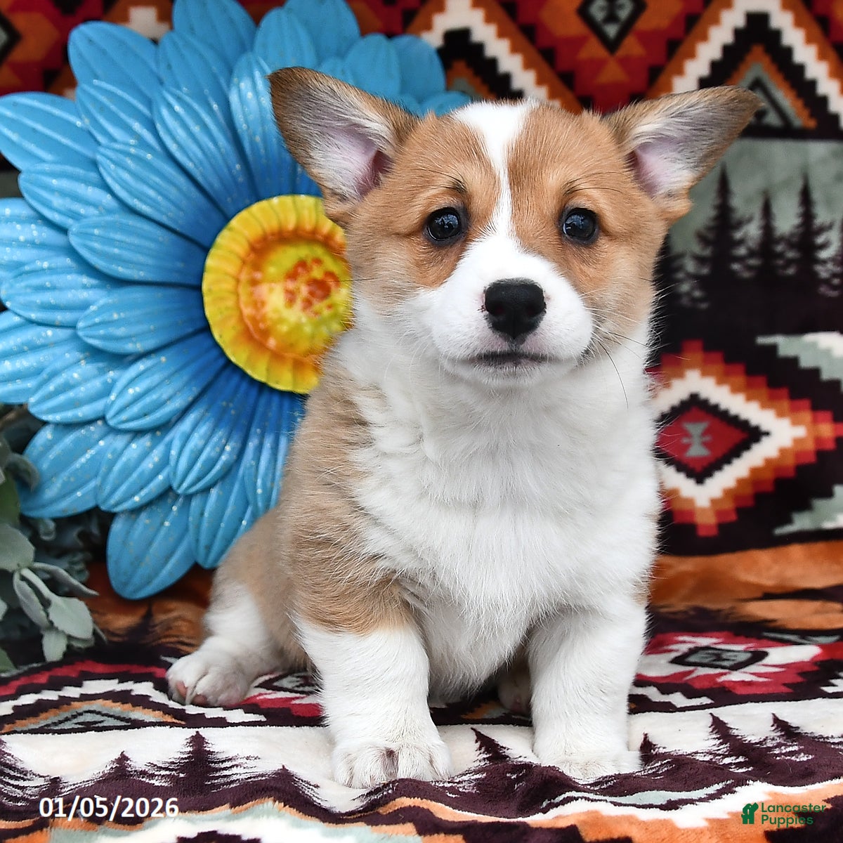 Welsh Corgi Pembroke dogs Sweetheart - Ad 33