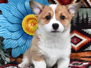 Welsh Corgi Pembroke dogs Sweetheart - Ad 29