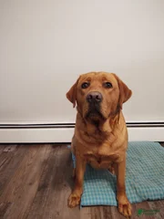 Ember