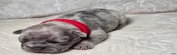 French Bulldog dogs for sale: Valdez  - Ad 4