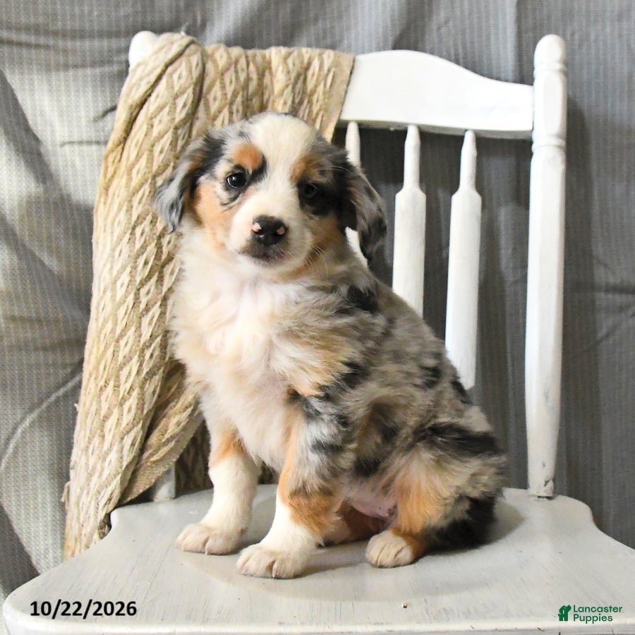 Miniature Australian Shepherd dogs for sale: Tinsel - Ad 1
