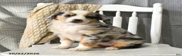 Miniature Australian Shepherd dogs for sale: Tinsel - Ad 1