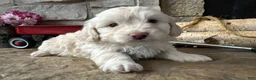 Labradoodle dogs for sale: Kyle (Boy) - Ad 3