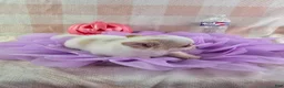 Chihuahua dogs for sale: Tulip - Ad 11