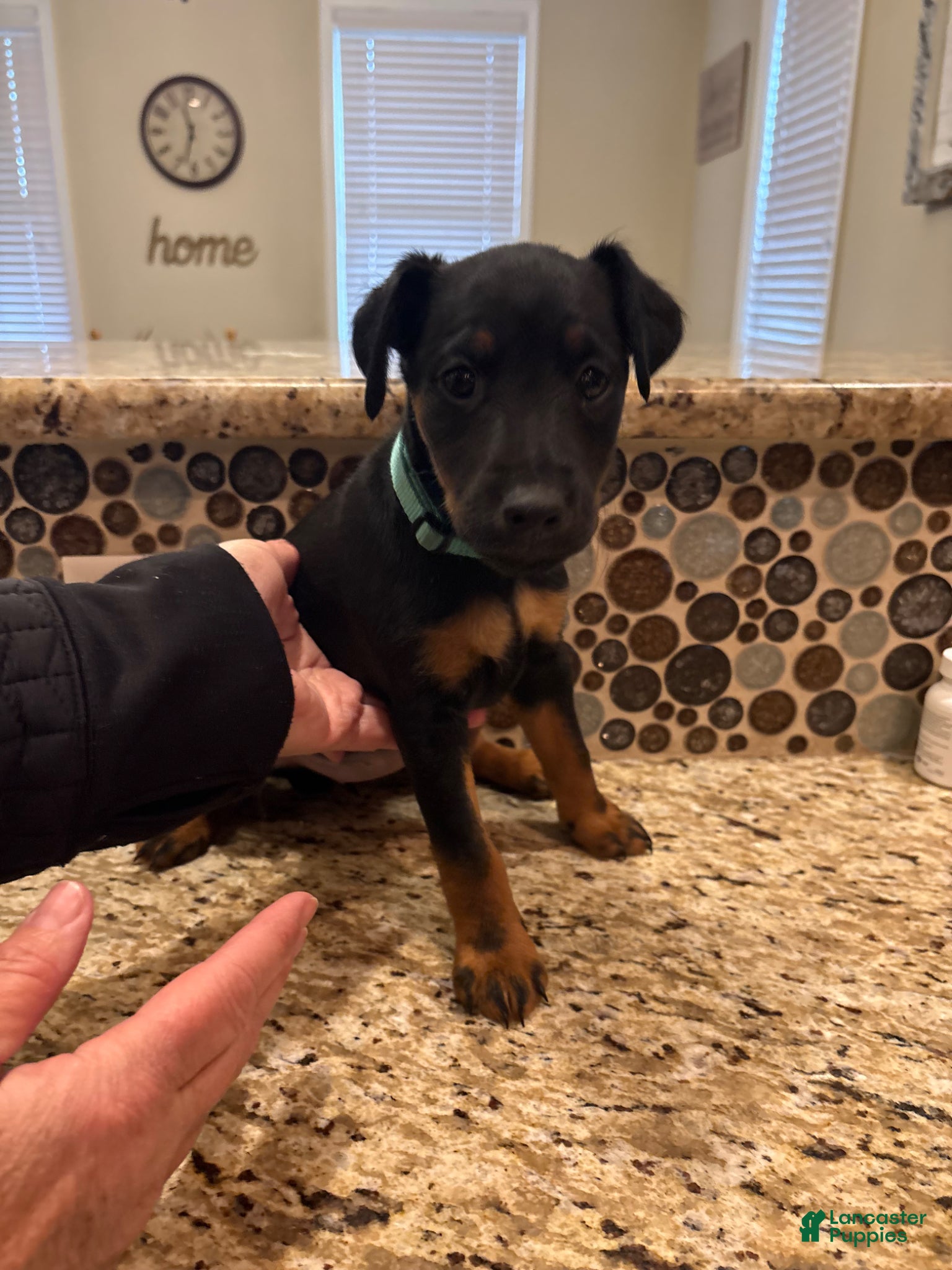 Mixed Breed dogs 8 week old Jagdterrier - Ad 18