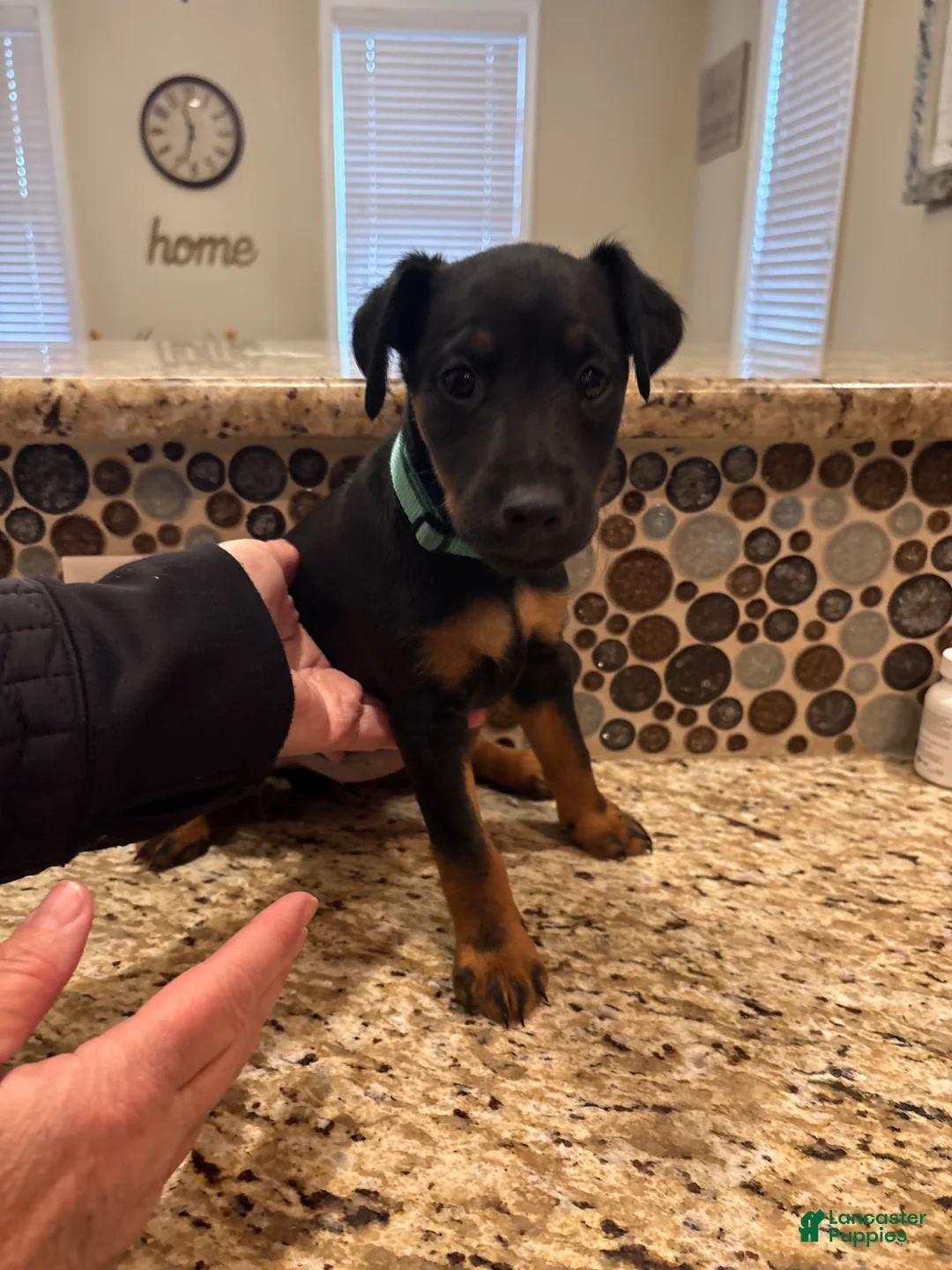 Mixed Breed dogs for sale: 8 week old Jagdterrier - Ad 1