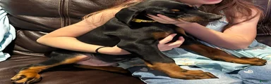 Yellow Collar Male - SOLD