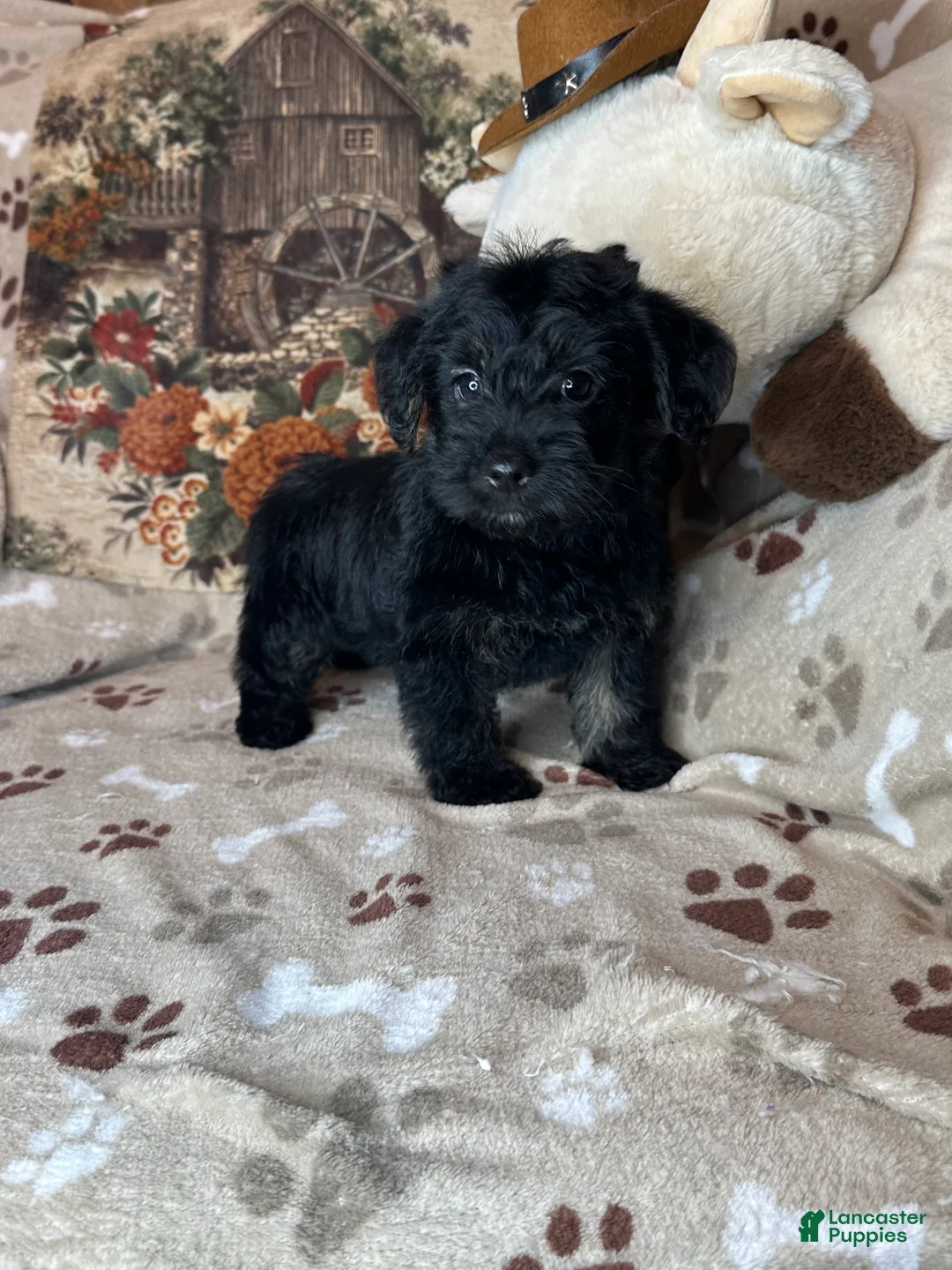Yorkiepoo dogs for sale: Pumpkin - Ad 2