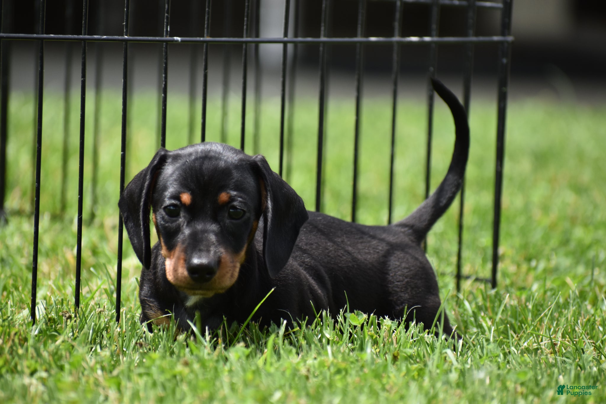 Miniature Dachshund dogs Slinky - Ad 2