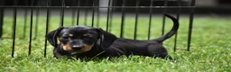 Miniature Dachshund dogs for sale: Slinky - Ad 2