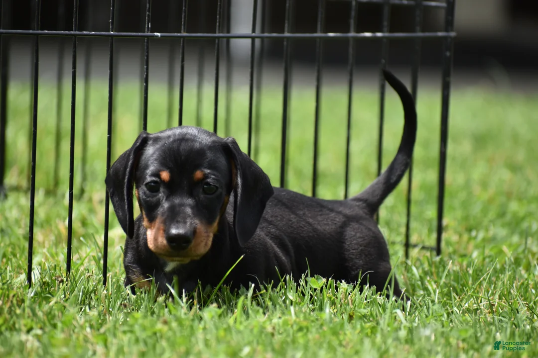 Miniature Dachshund dogs for sale: Slinky - Ad 2