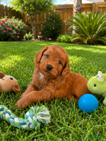Mini Goldendoodle dogs Pheonix - Ad 2
