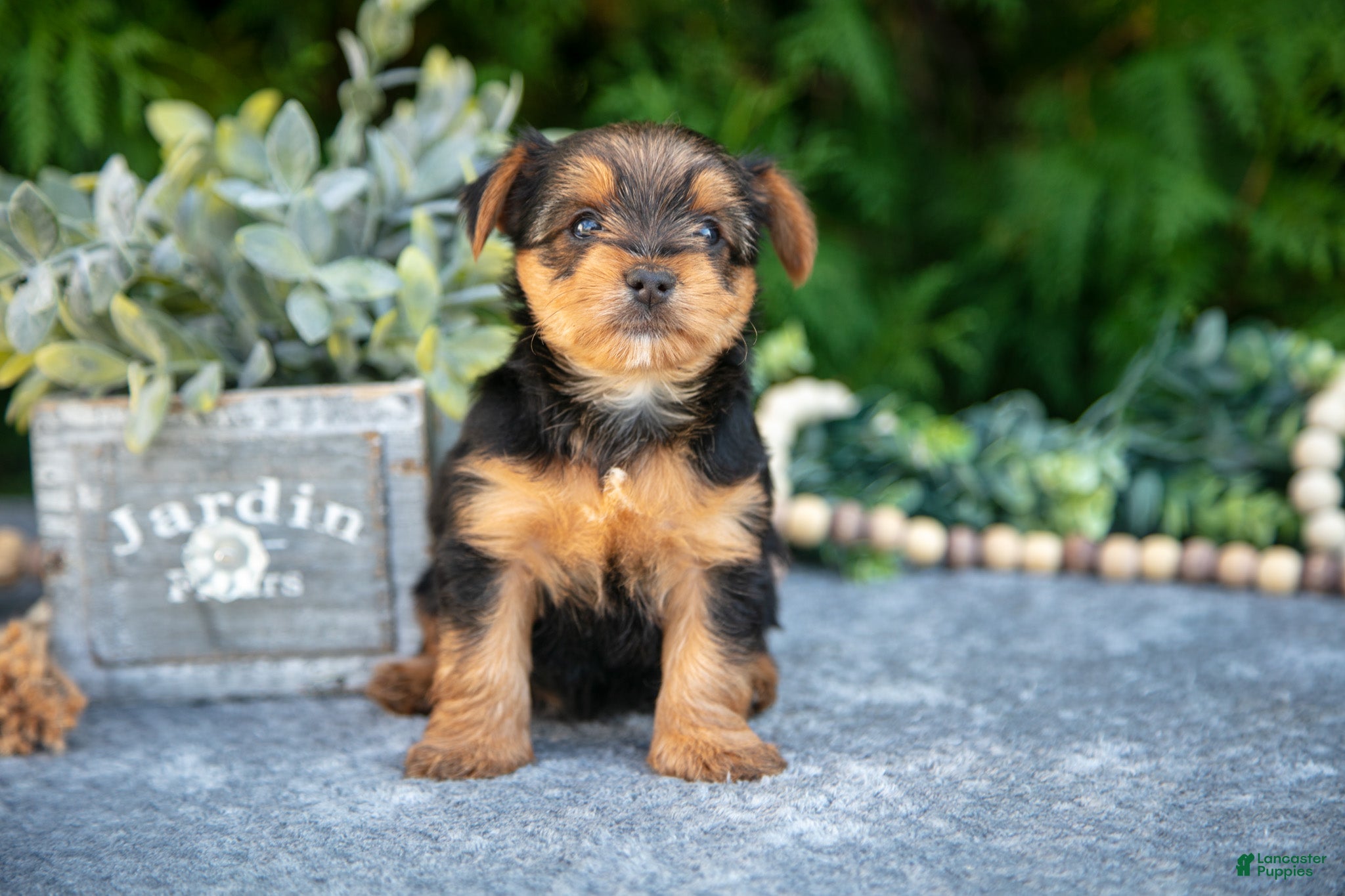 Yorkshire Terrier dogs Kira - Ad 3