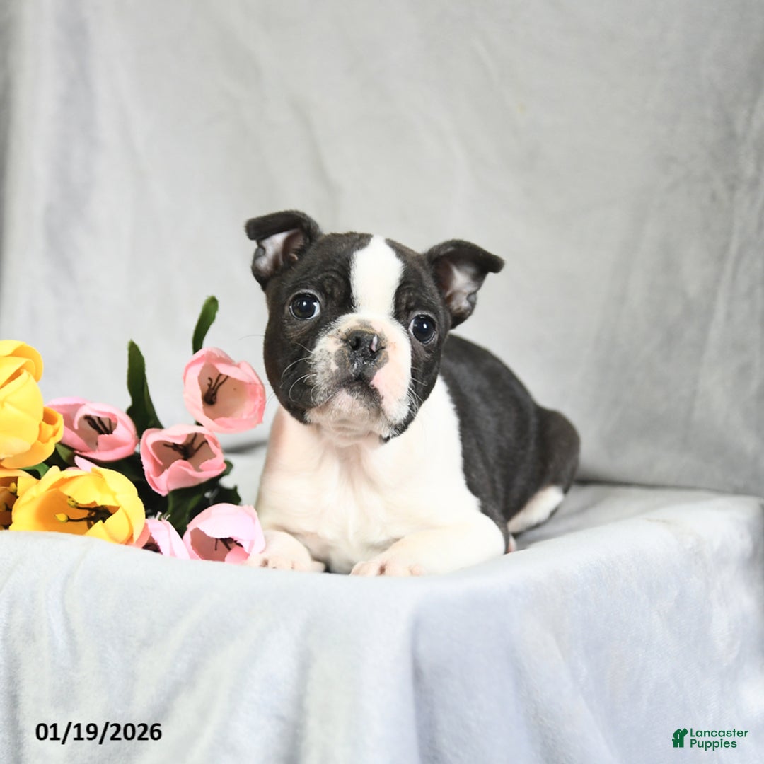 Boston Terrier dogs for sale: Beniah - Ad 2