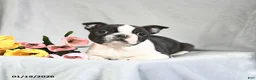 Boston Terrier dogs for sale: Beniah - Ad 2
