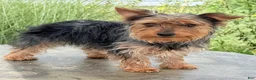 Yorkshire Terrier dogs for sale: Zora - Ad 5