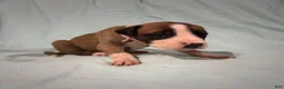 Great Dane dogs for sale: Norma - Ad 4