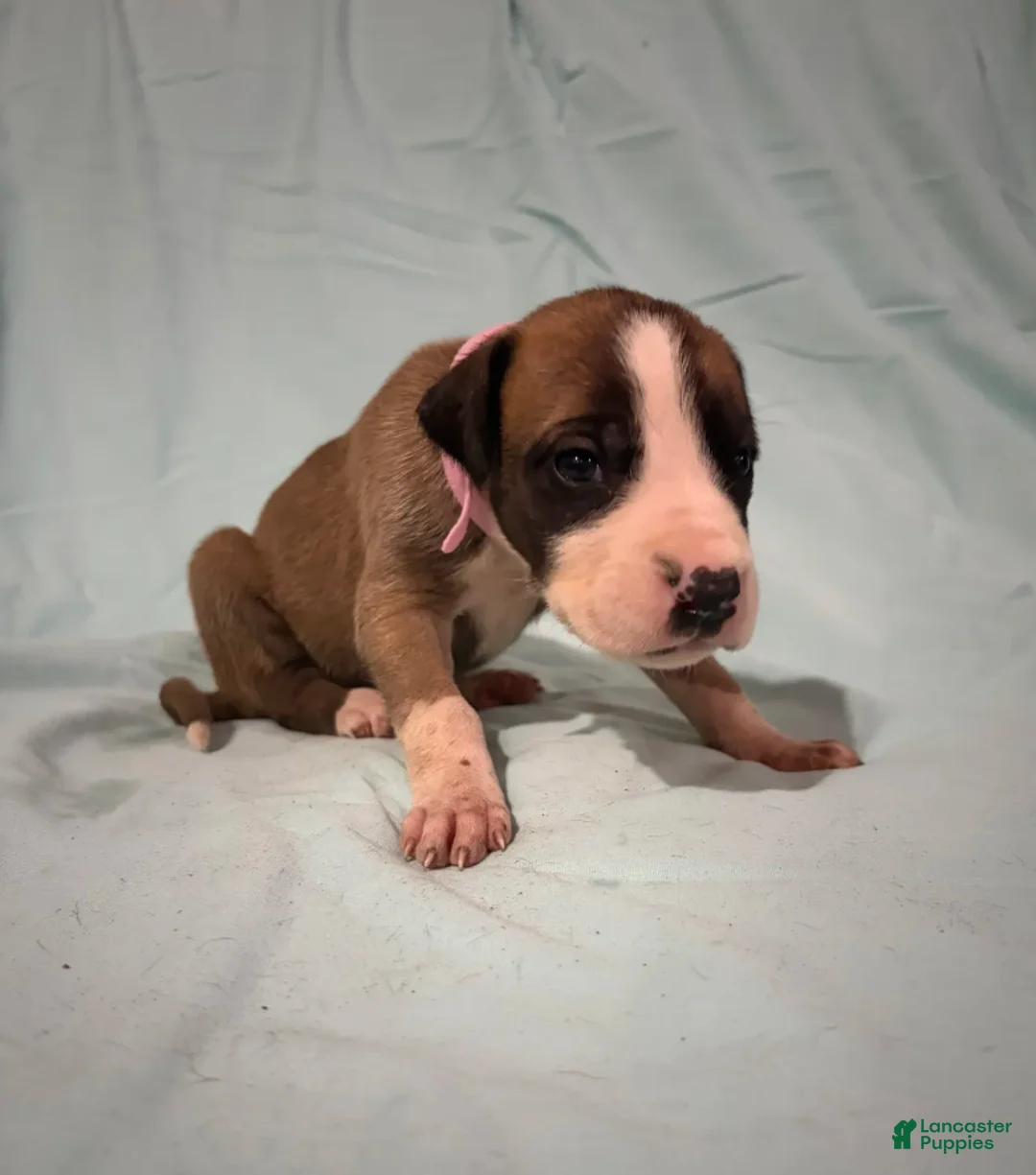 Great Dane dogs for sale: Norma - Ad 4