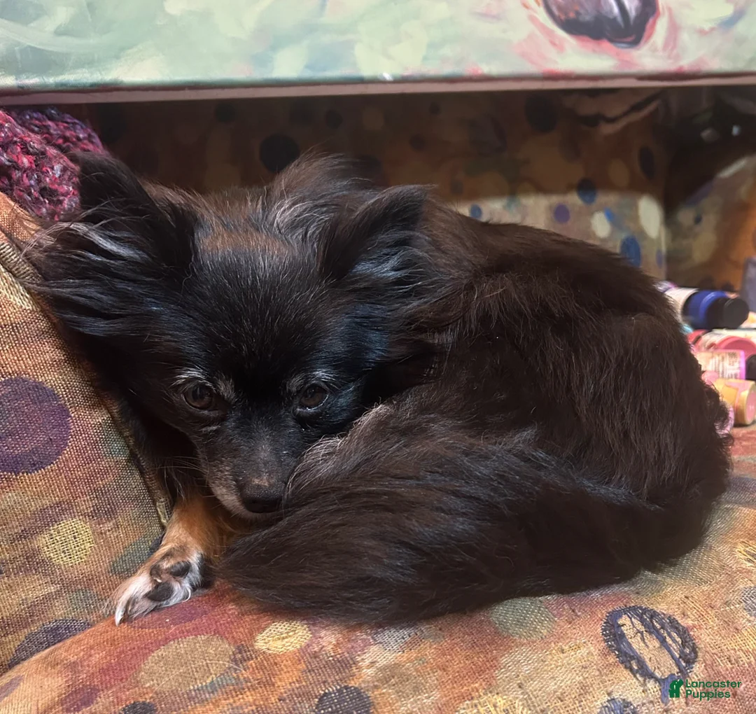 Mixed Breed dogs for sale: Puffball - Ad 5