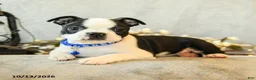 Boston Terrier dogs for sale: Coffee - Ad 3