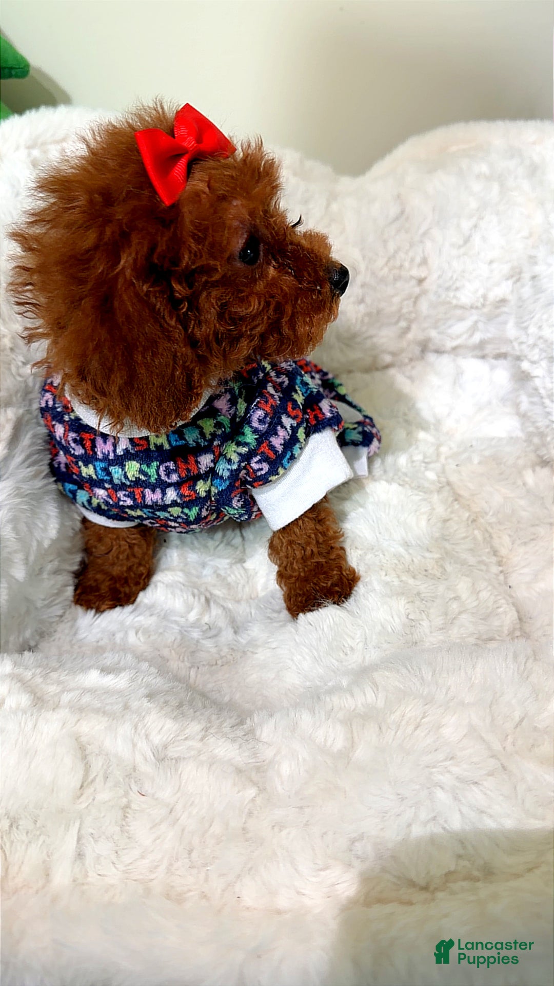 Toy Poodle dogs for sale: Tiny gems  - Ad 4