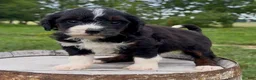 Mini Bernedoodle dogs for sale: Fusilli - Ad 1