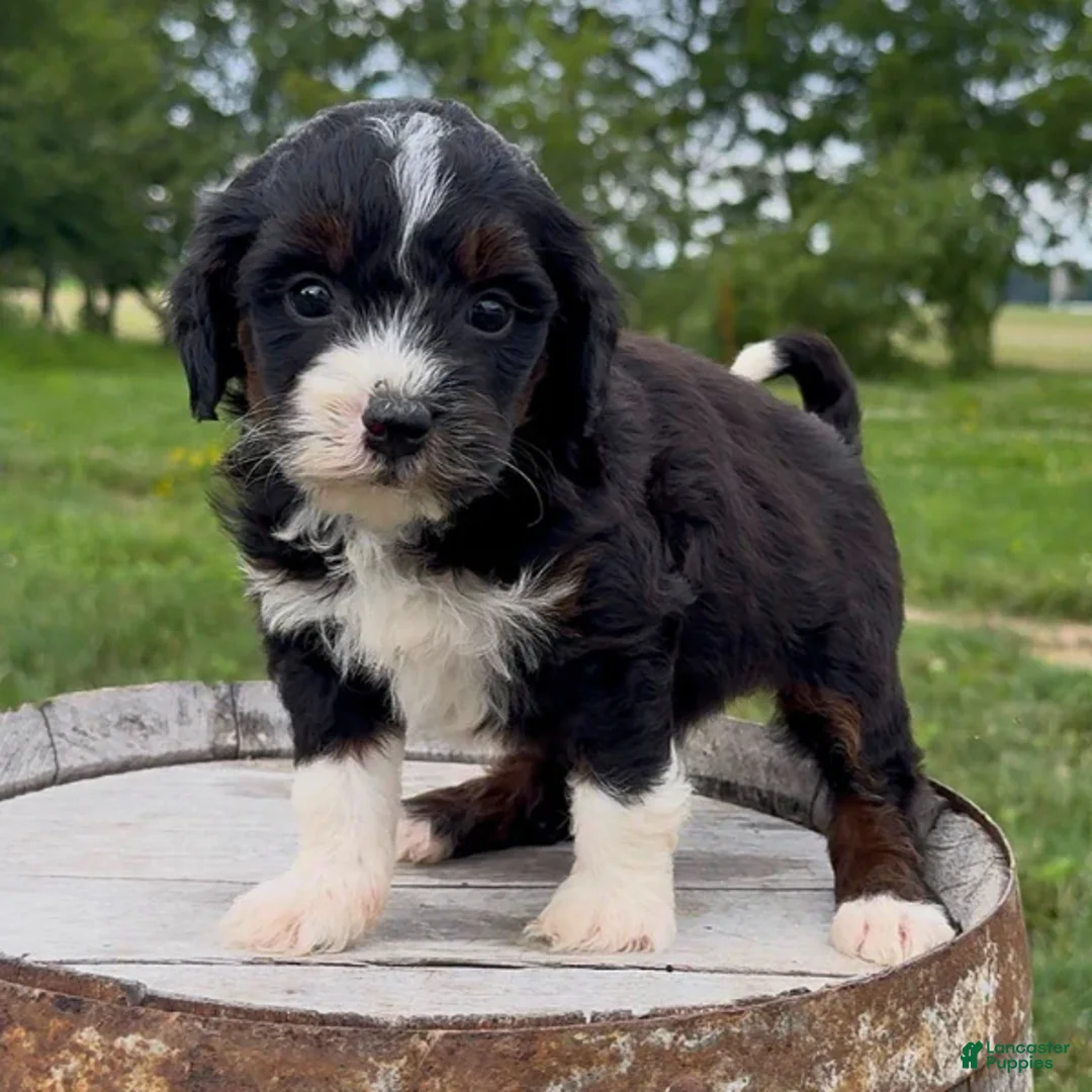 Mini Bernedoodle dogs for sale: Fusilli - Ad 1