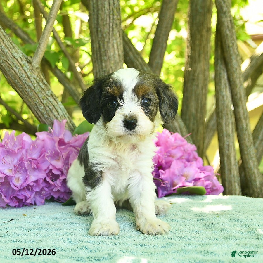 Cavapoo dogs for sale: Mocha  - Ad 3