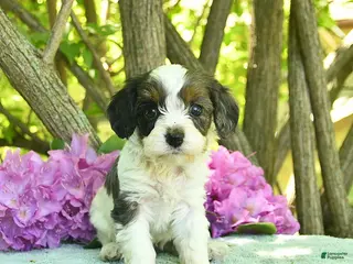 Cavapoo dogs for sale: Mocha - Ad 3