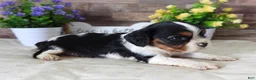 Cavalier King Charles Spaniel dogs for sale: #1 Male (Lulu's) - Ad 7