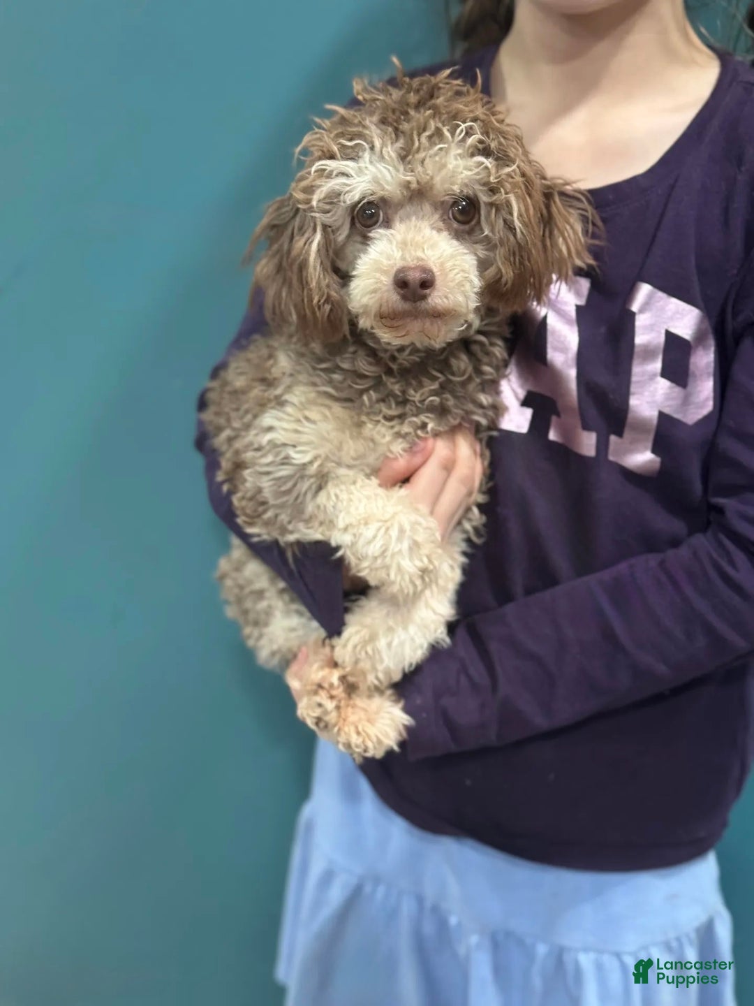 Toy Poodle dogs for sale: Oreo - Ad 3