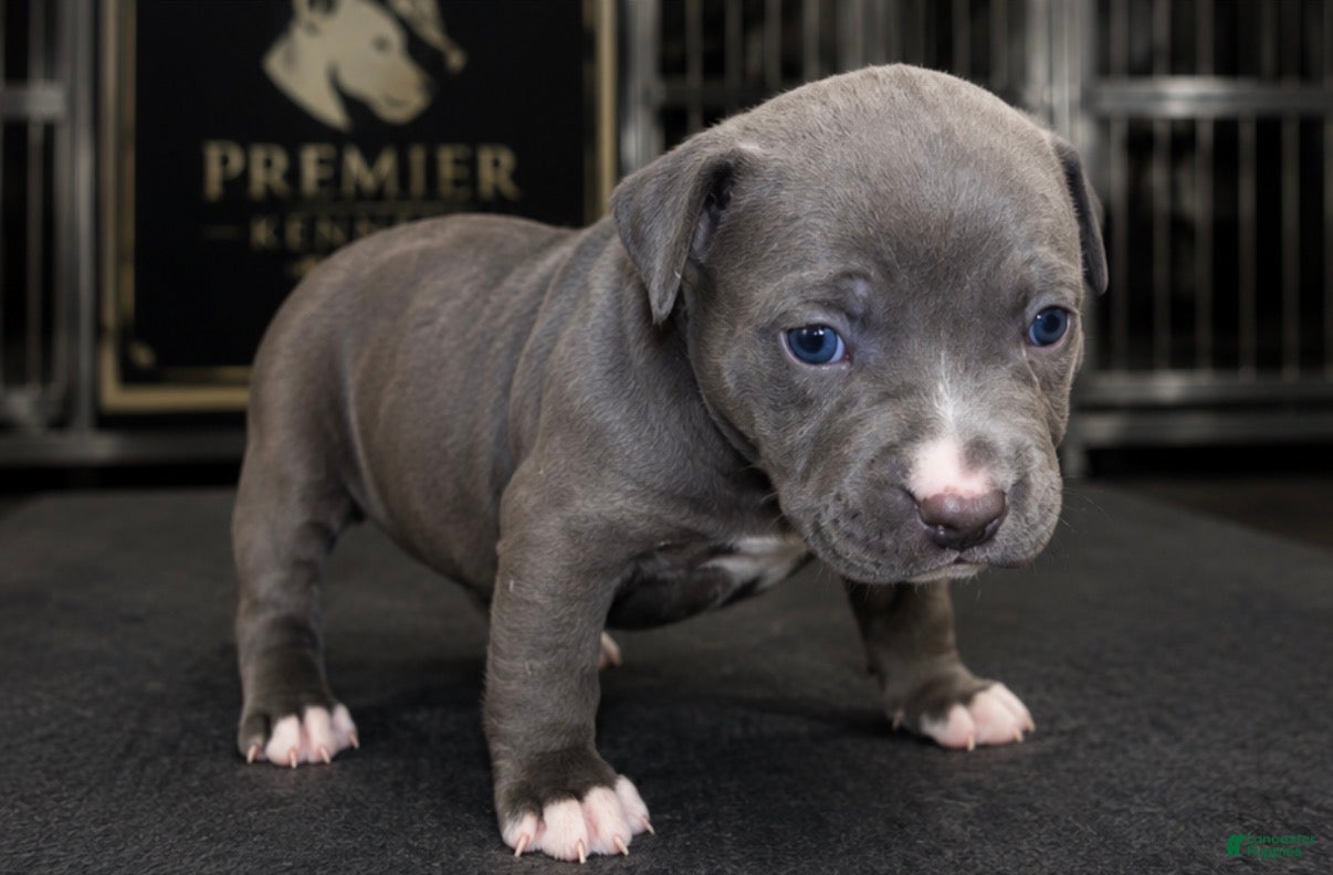 American Bully dogs Lola - Ad 1