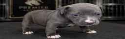 American Bully dogs for sale: Lola - Ad 1