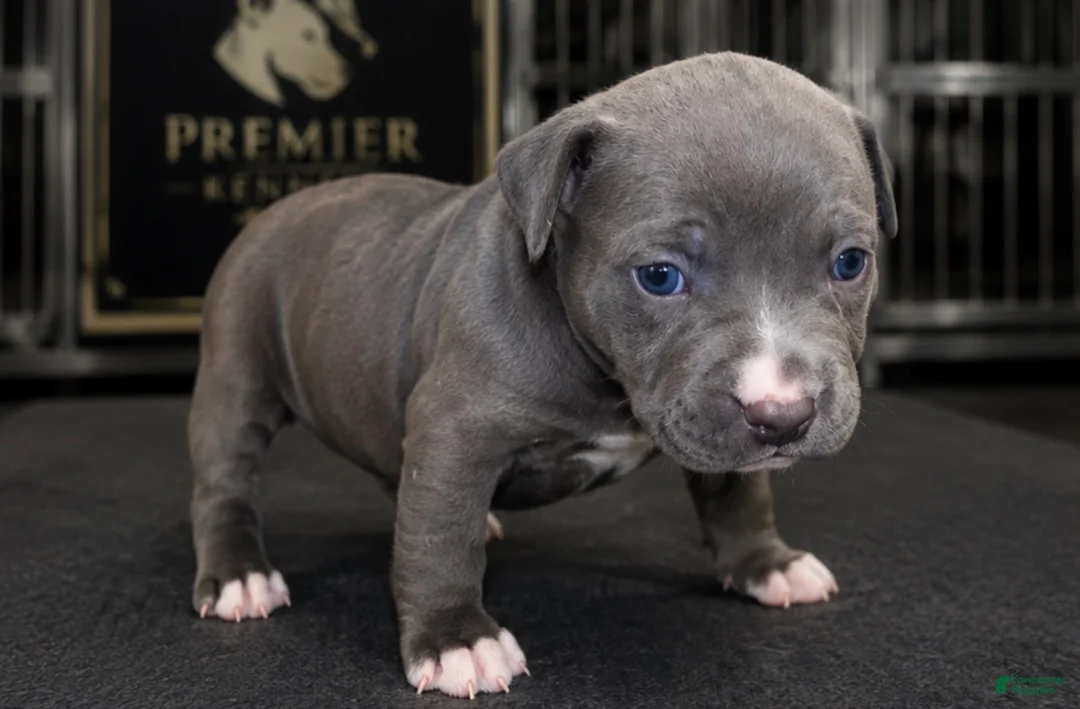 American Bully dogs for sale: Lola - Ad 1