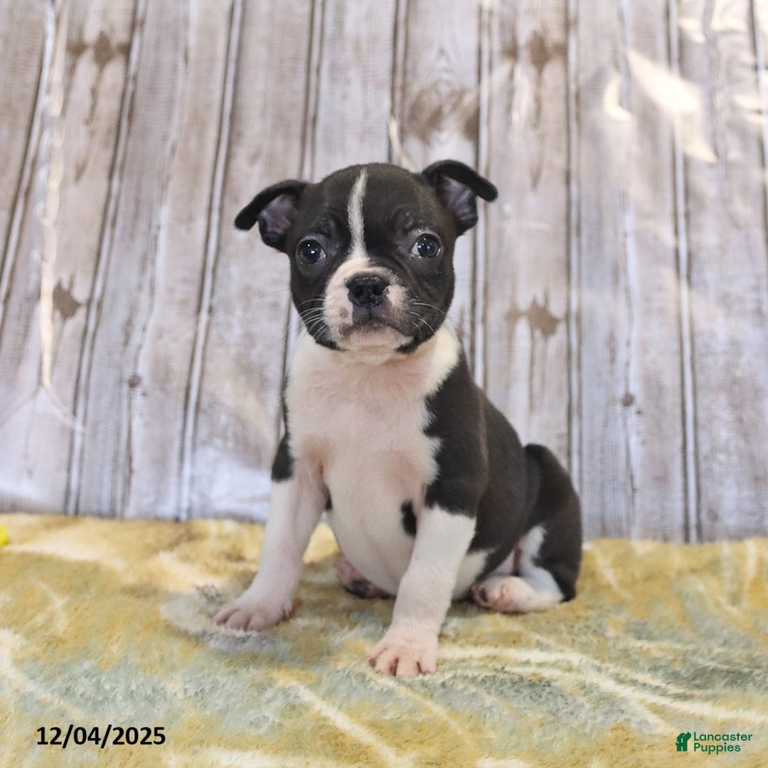 Boston Terrier dogs for sale: Roxie - Ad 3