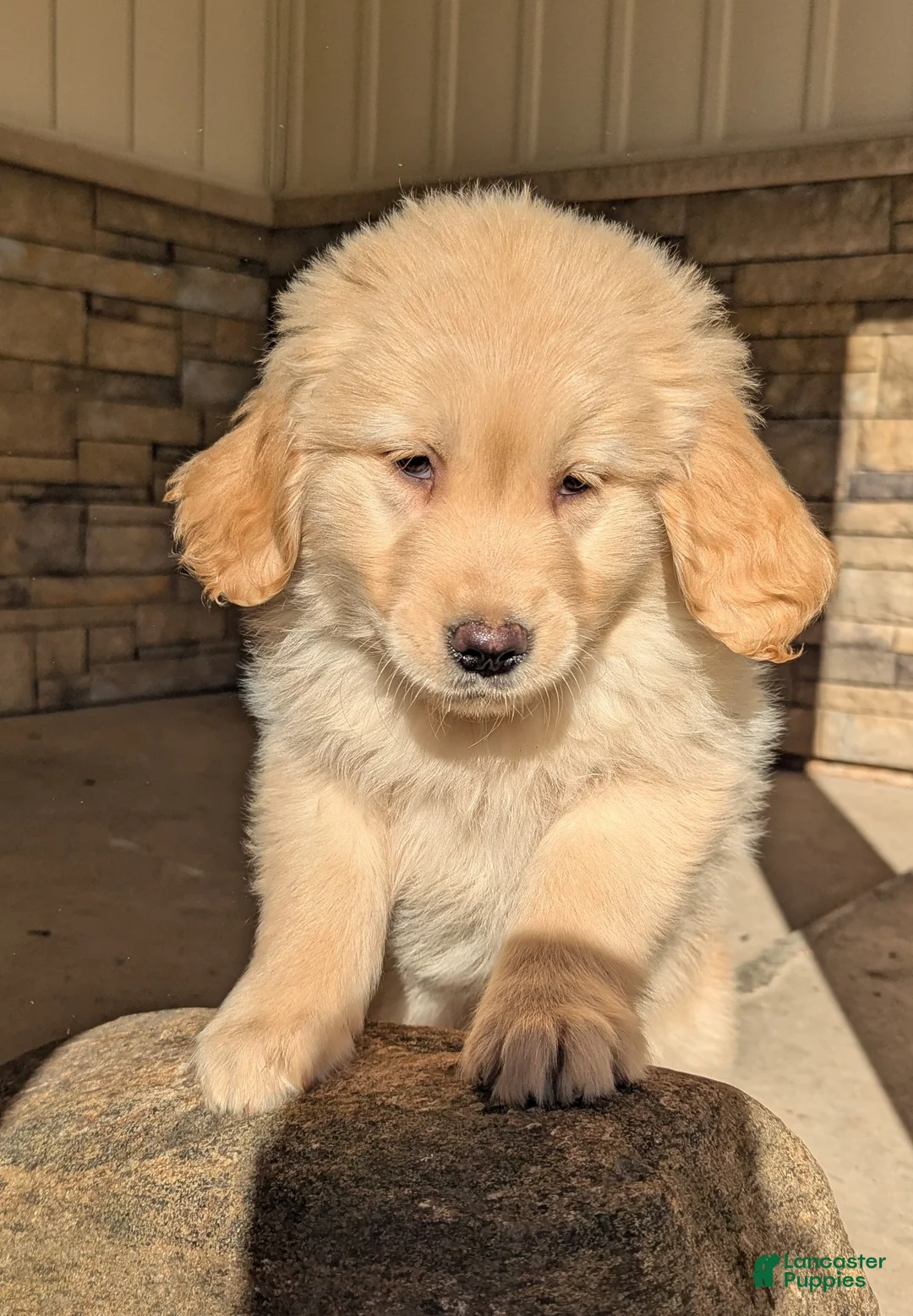 Golden Retriever dogs for sale: Duke  - Ad 1