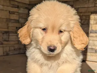 Golden Retriever dogs Duke - Ad 24