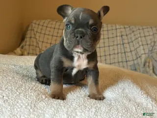 French Bulldog dogs French Bulldog Puppy 4 - Ad 25