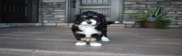 Mini Bernedoodle dogs for sale: Autumn - Ad 13