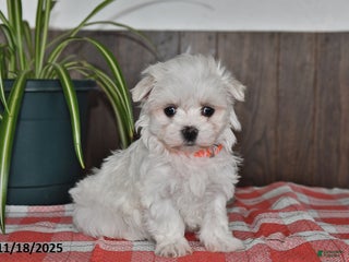 Maltese dogs Lily - Ad 41