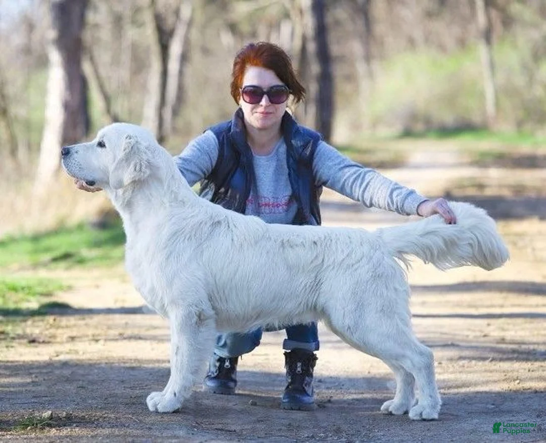 Golden Retriever dogs for sale:  Champion Sired, Coca-Cola - Ad 3