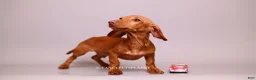 Miniature Dachshund dogs for sale: Chip from Disney  - Ad 1