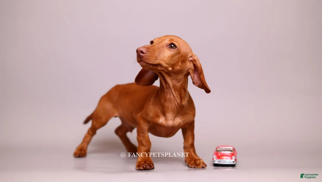 Miniature Dachshund dogs for sale: Chip from Disney  - Ad 1